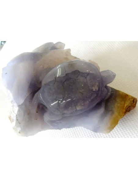 Tortues en holly bleue