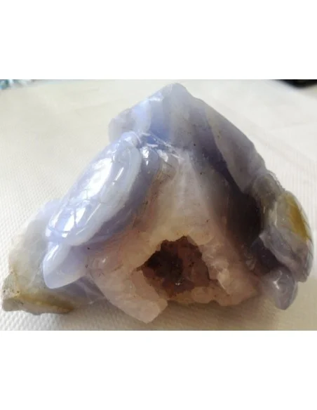 Tortues en holly bleue