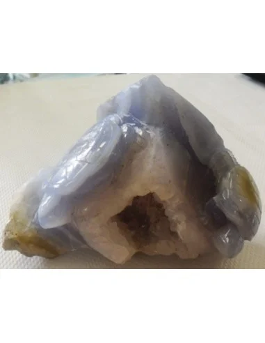 Tortues en holly bleue