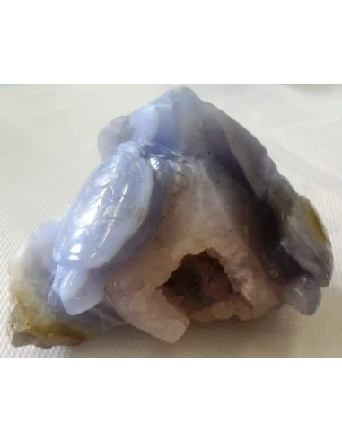 Tortues en holly bleue