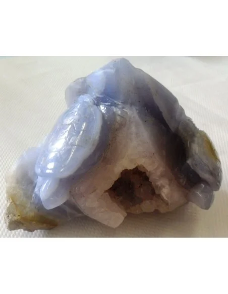 Tortues en holly bleue