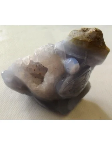 Tortues en holly bleue