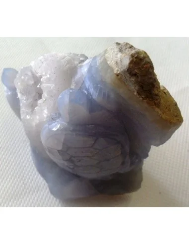 Tortues en holly bleue