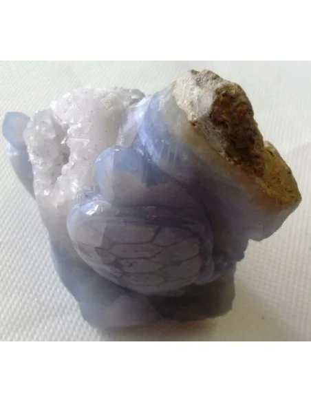 Tortues en holly bleue