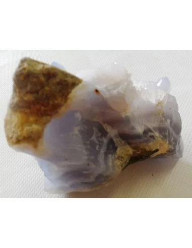 Tortues en holly bleue