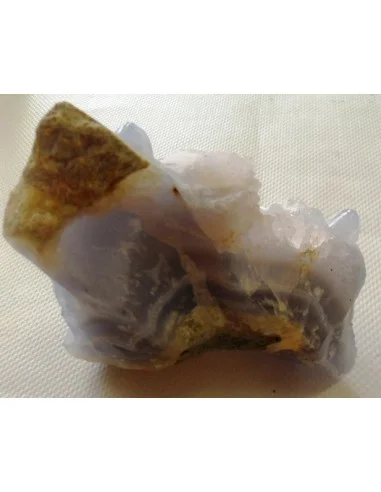 Tortues en holly bleue