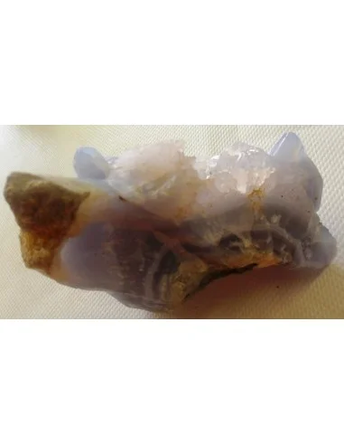 Tortues en holly bleue