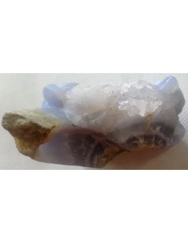 Tortues en holly bleue