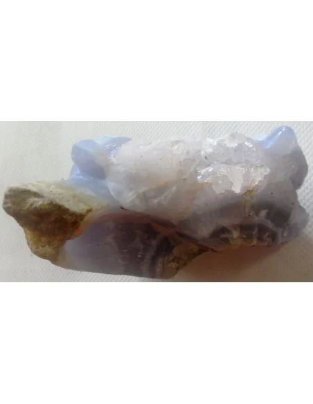 Tortues en holly bleue