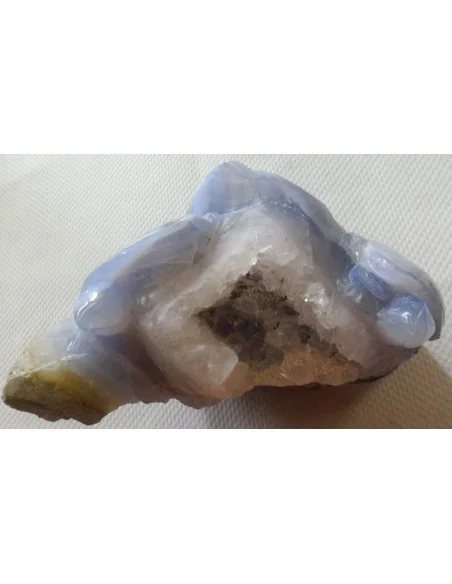 Tortues en holly bleue