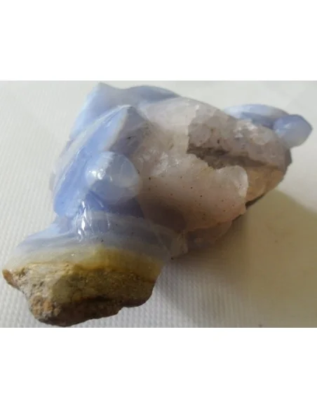 Tortues en holly bleue