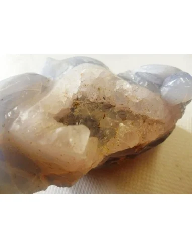 Tortues en holly bleue