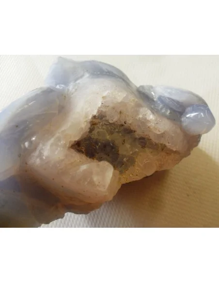 Tortues en holly bleue