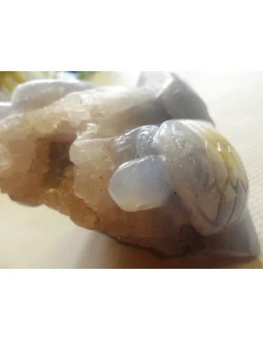 Tortues en holly bleue