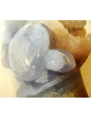 Tortues en holly bleue