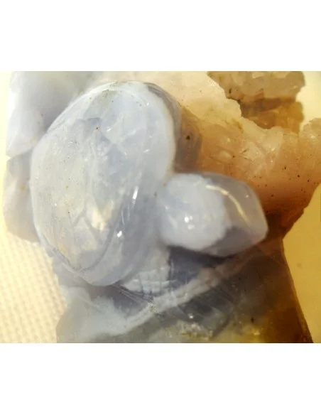 Tortues en holly bleue