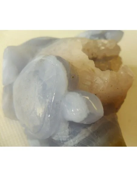 Tortues en holly bleue