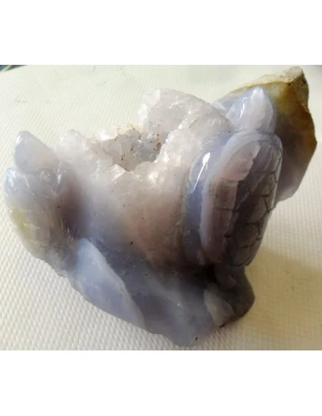 Tortues en holly bleue