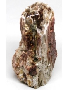 Bois fossilise bases polis 64 a 88g 2