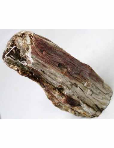 Bois fossilise bases polis 64 a 88g