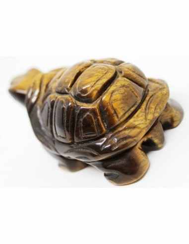 Tortue oeil de tigre