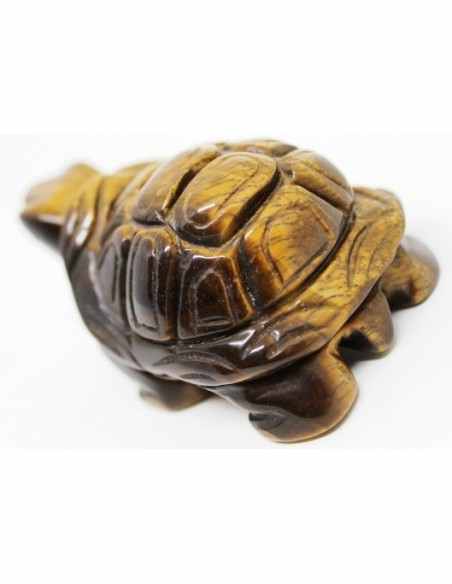 Tortue oeil de tigre