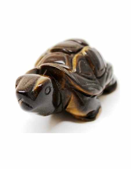 Tortue oeil de tigre