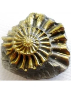 Ammonites Pleuroceras Jurassic