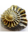 Ammonites Pleuroceras Jurassic