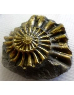 Ammonites Pleuroceras Jurassic 2