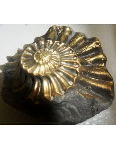 Ammonites Pleuroceras Jurassic