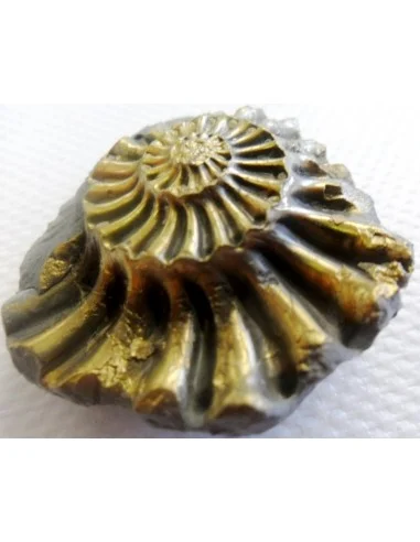 Ammonites Pleuroceras Jurassic