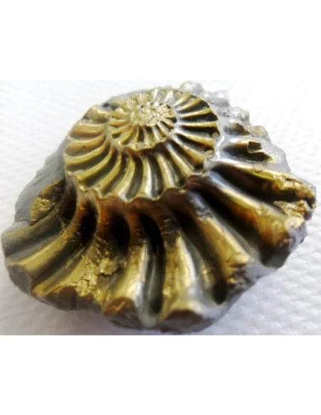Ammonites Pleuroceras Jurassic Ammonites Pleuroceras Jurassic