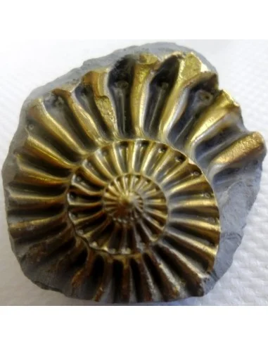 Ammonites Pleuroceras Jurassic