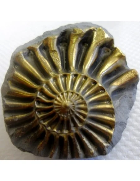 Ammonites Pleuroceras Jurassic Ammonites Pleuroceras Jurassic
