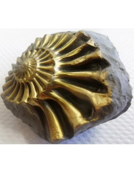 Ammonites Pleuroceras Jurassic Ammonites Pleuroceras Jurassic