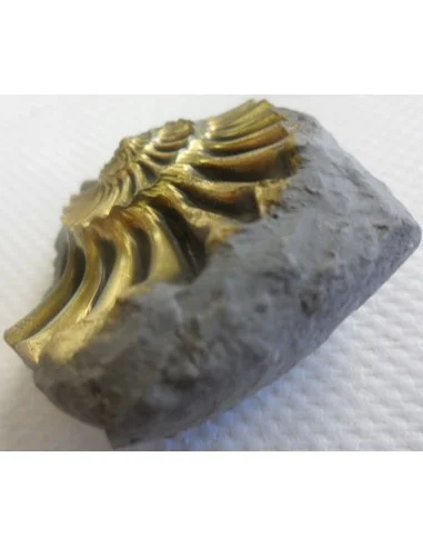Ammonites Pleuroceras Jurassic