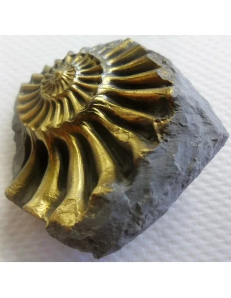 Ammonites Pleuroceras Jurassic Ammonites Pleuroceras Jurassic