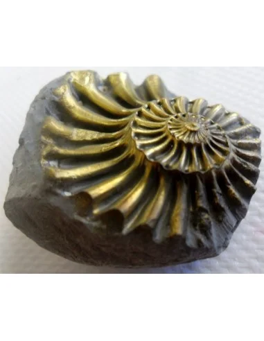Ammonites Pleuroceras Jurassic