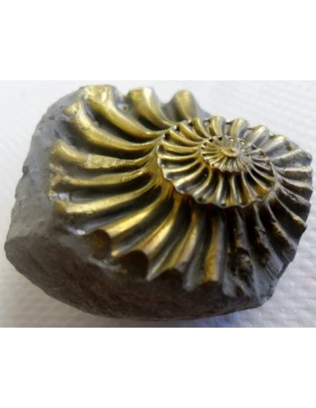 Ammonites Pleuroceras Jurassic Ammonites Pleuroceras Jurassic