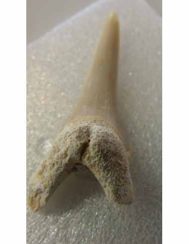 Dent de requin fossilise