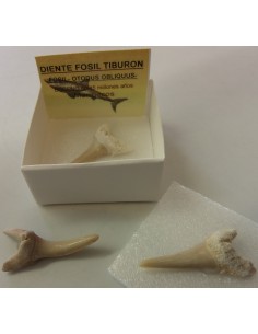 Dent de requin fossilise 2