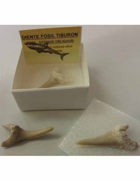 Dent de requin fossilise