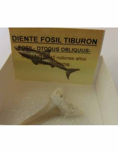 Dent de requin fossilise
