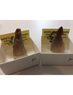 Dent de requin fossilise