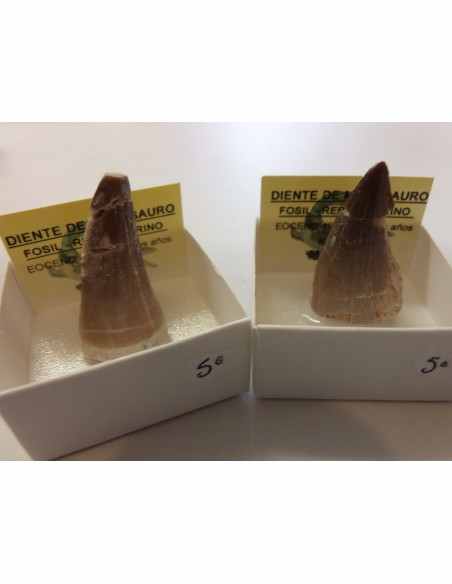 Dent de requin fossilise