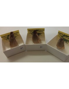 Dent de requin fossilise 2