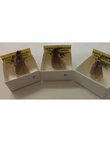 Dent de requin fossilise