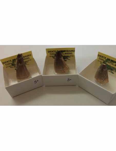 Dent de requin fossilise