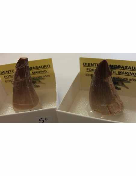 Dent de requin fossilise